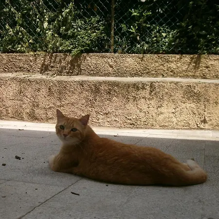 Saphir לינה וארוחת בוקר